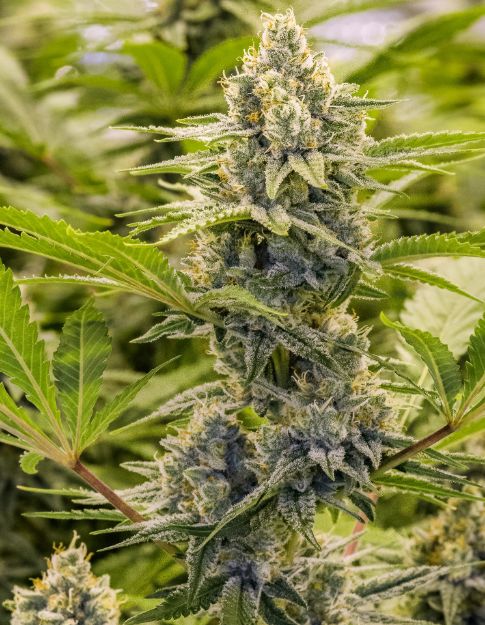 Imagen de PRINCESS HAZE XX LIMITED EDITION(FEMINIZADA): 1 PACK = 9 SEMILLAS