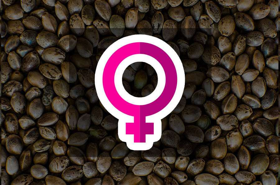 Imagen para la categoría FEMINIZADAS