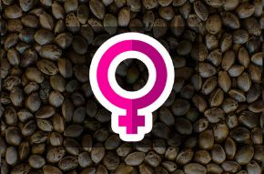 Imagen para la categoría FEMINIZADAS