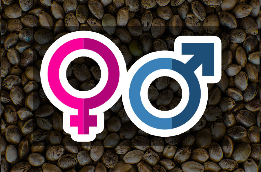 Imagen para la categoría FEMINIZADAS