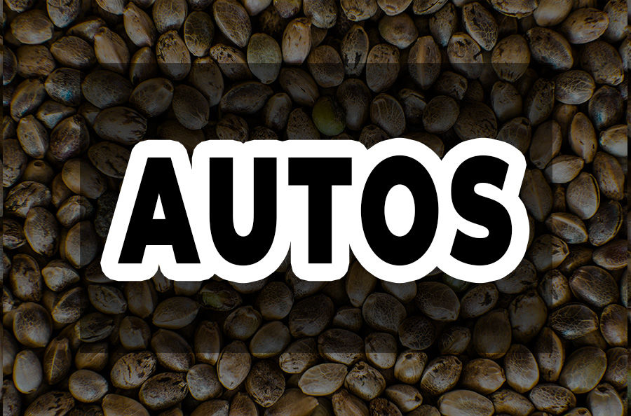 Imagen para la categoría AUTOS