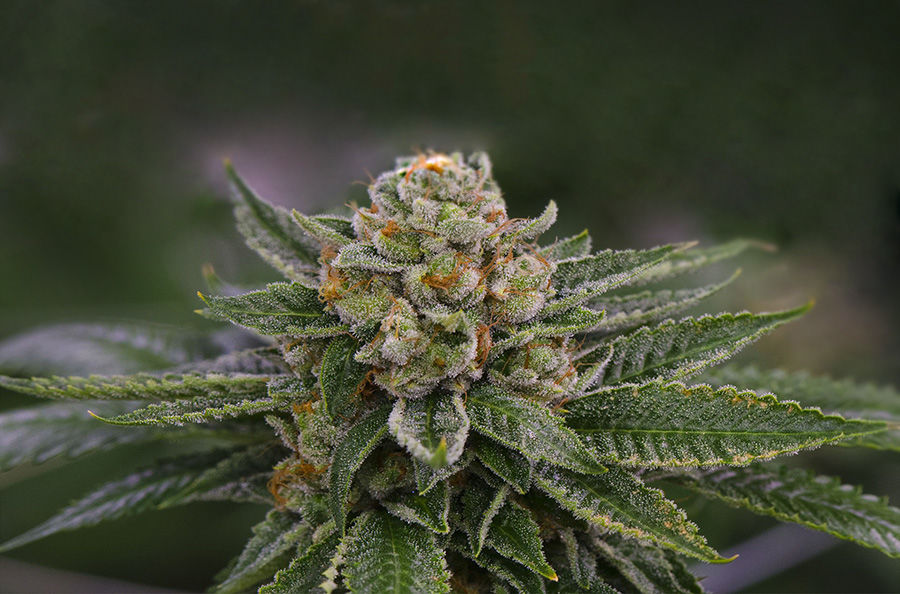 Imagen para la categoría INDICAS
