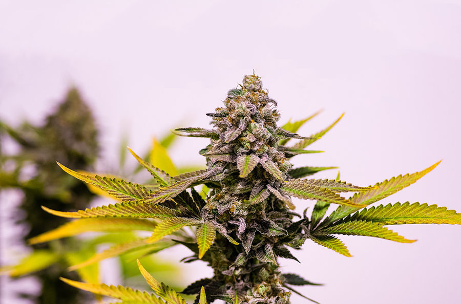 Imagen para la categoría HIBRIDA INDICA