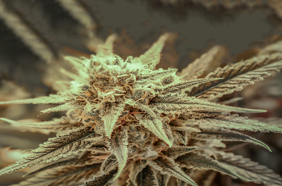 Imagen para la categoría CANNABIS CUP